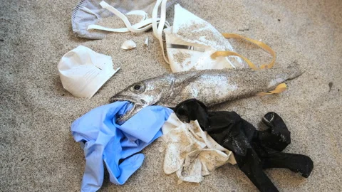 Plastic Garbage on dead cod fish mouth,medical waste pollution,coronavirus 4k Stock Footage 134848608