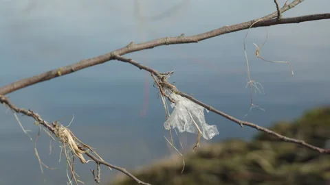 A plastic garbage at the end of a branch Stock Footage 219582864