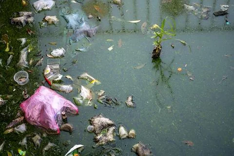 Plastic garbage floating in stagnant polluted water Bangkok Thailand Fotos de archivo