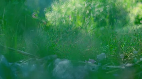 Plastic garbage in the grass on the riverbank Stock Footage 340464167