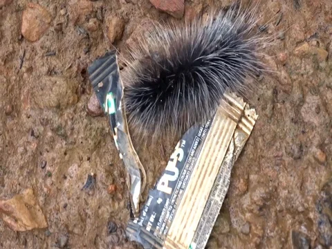 Plastic garbage obstructing wildlife - woolly bear moth caterpillar 스톡 동영상 95294149