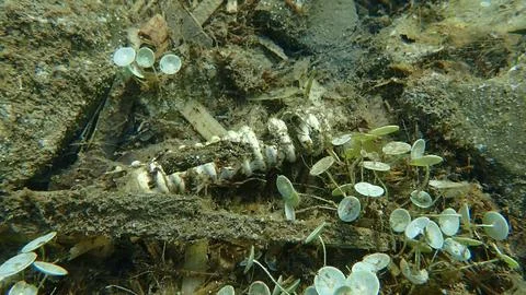 Plastic garbage on the seabed, Ligurian Sea. Sea pollution. Stock Photos