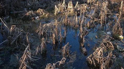Plastic garbage trash in puddle with dry grass after melting snow early spring. Stock Footage 276739610