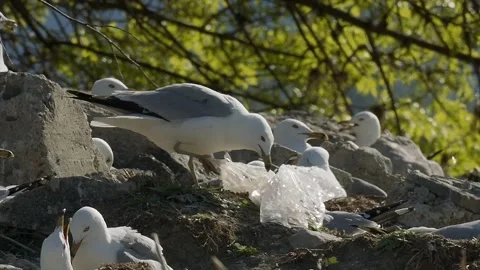 Plastic garbage, trash, Ring-necked gull, bird, attempts to get bag off foot, 2k Stock Footage 154143200