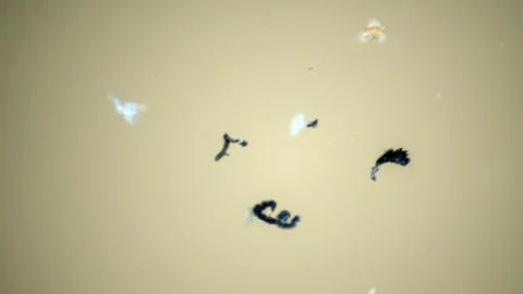 Plastic gets into the pond and gradually destroyed Stock Photos
