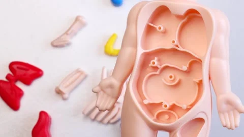 Plastic human anatomy model with removable internal organs for educational study Stock Footage 311237479