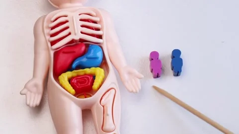 Plastic human body toy showing internal organs with pink female and blue male Stock Footage 311237808
