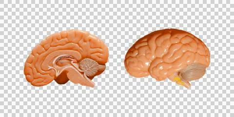 Plastic human brain cross section model isolated PNG Stock Photos