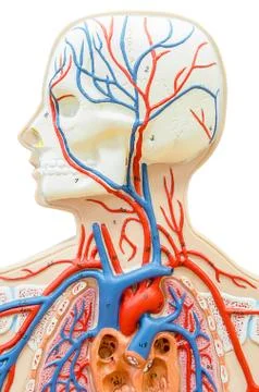 Plastic human head model. 库存照片