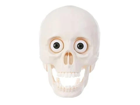 Plastic Human skull Foto stock