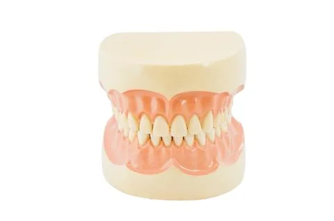 Plastic human teeth models on white background Stock Photos
