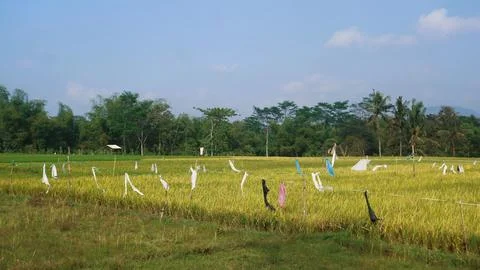 Plastic is hung in the paddy fields to keep away birds that eat rice seeds Stock Photos