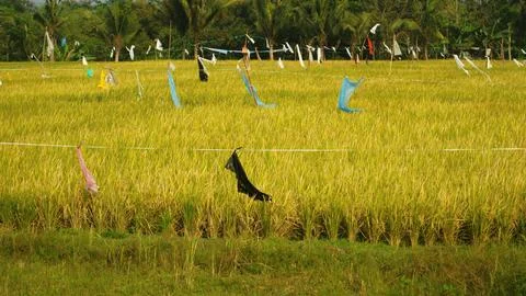 Plastic is hung in the paddy fields to keep away birds that eat rice seeds Stock Photos