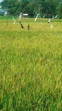 Plastic is hung in the paddy fields to keep away birds that eat rice seeds Stock Photos