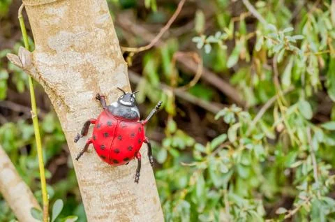 Plastic ladybug on a tree Stock Photos
