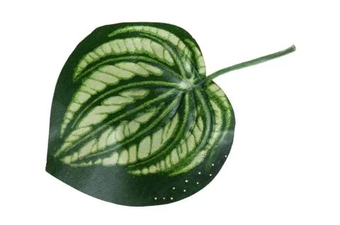Plastic leaf house plant macro Foto stock