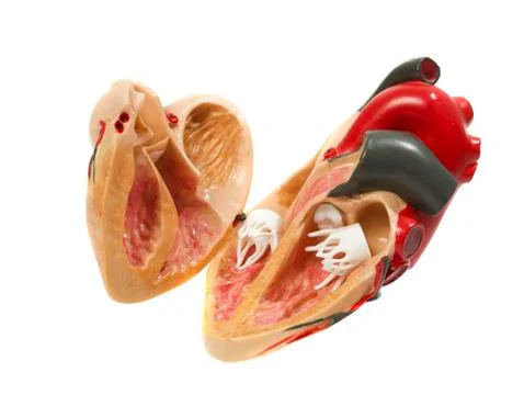 Plastic model of a heart Stock Photos
