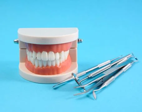 Plastic model of a human jaw with white teeth and various dental instrumen... Stock Photos