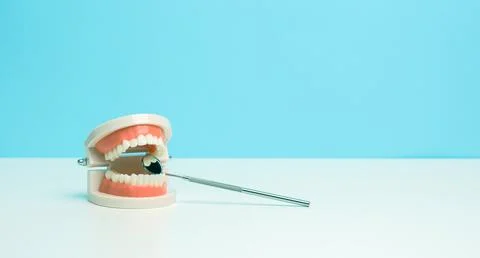 Plastic model of human jaw with white even teeth and a medical examination .. Stock Photos