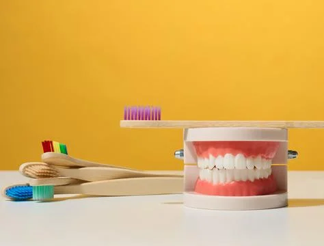Plastic model of a human jaw with white teeth and wooden toothbrush on a ye.. Stock Photos