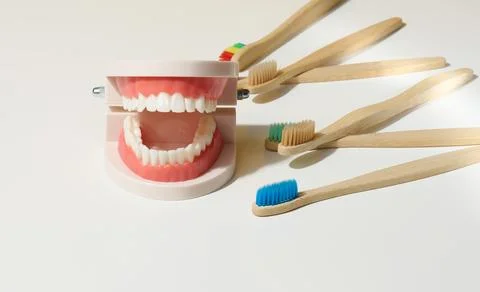 Plastic model of a human jaw with white teeth and wooden toothbrush on a wh.. Stock Photos