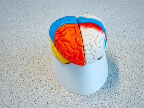 Plastic model of the human mind Stock Photos