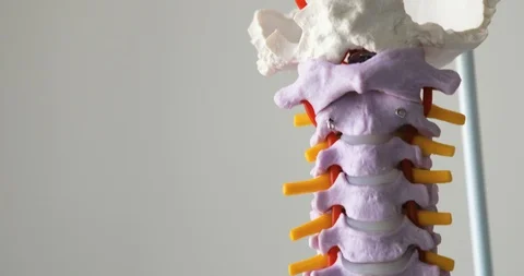 Plastic model of a human spine on white background. Stock Footage 108022084