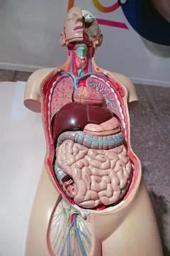 Plastic model of internal organs of human, organization of the body Photos