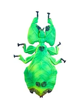 Plastic model of leaf insect Phyllium on white background shows details of .. Stock-Fotos