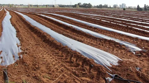 Plastic mulch corp production Stock Footage 34363465