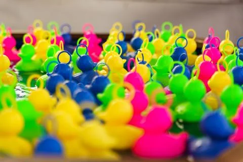 Plastic multi-colored toy ducks float in the water. Stock Photos