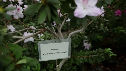 Plastic Nameplate of Azaleas at Its Branches Between Leaves and White Flowers Stock Footage 76383931