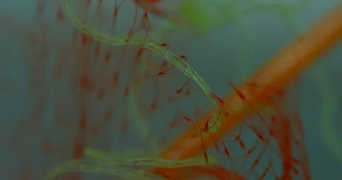 Plastic Netting Causing Damage To Beautiful Oceans With Other Plastic Floating  Stock Footage 113383090