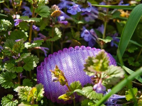 Plastic nylon Easter egg among wild orchids Stock Photos