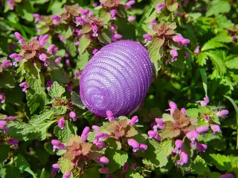 Plastic nylon Easter egg among wild orchids 写真素材