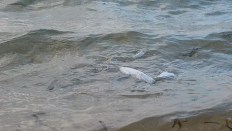 Plastic In Ocean Video stock 120491276