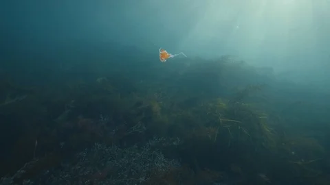 Plastic in the ocean, sea Stock Footage 90683369