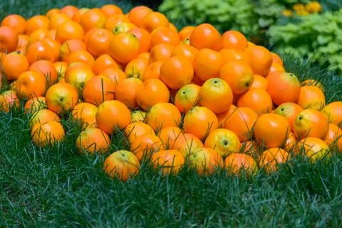 Plastic Oranges Foto stock