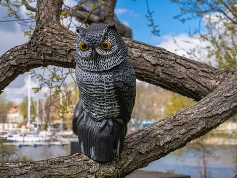 Plastic owl decoy on tree branch near marina Stock Photos