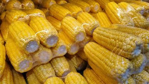 Plastic packaging of fresh sweet corn (Zea mays) kept for sale in a Supermarket. Stock Photos
