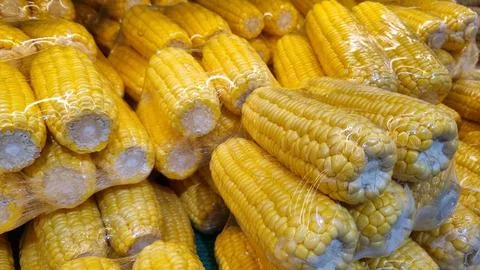 Plastic packaging of fresh sweet corn (Zea mays) kept for sale in a Supermarket. Stock Photos