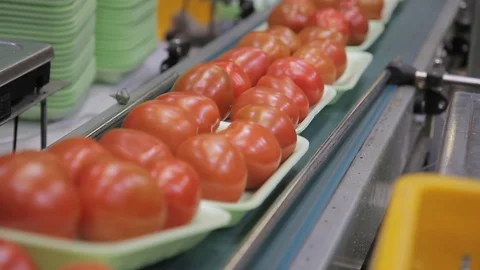 Plastic pallets with red tomatoes moving along automatic line in supermarket. Video stock 77692967