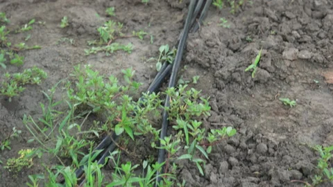 Plastic pipes for drip irrigation lying between rows of growing plants in gar Stock Footage 204152680