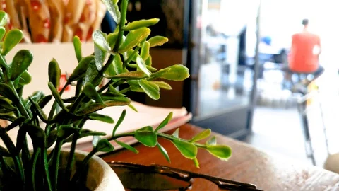 Plastic plant decor inside a cafe with people Stock-Footage 113259137