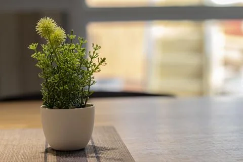 Plastic Plants On The Table Stock Photos