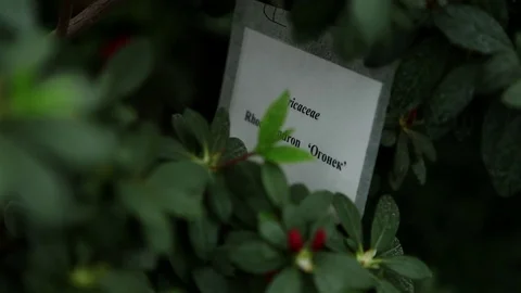 Plastic Plate Among Plurality of Azalea Leaves Stock Footage 76383840