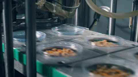 Plastic plates with bread snacks are getting sealed. Packaging process in food Stock Footage 115106264