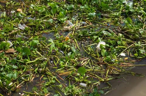 Plastic pollution and garbage floating among green water hyacinths Stock Photos