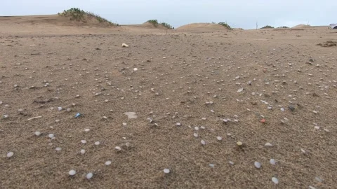 Plastic pollution and nurdles (plastic pellets) scattered on beach and sand dune Stock Footage 157287389