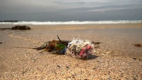 Plastic pollution on beach Stock Footage 156752258